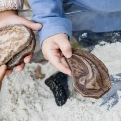 Guidecraft Magnetic Matching Fossil Stones - Set of 6*Kids Kids' Outdoor Toys|Science Toys