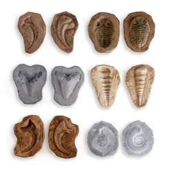 Guidecraft Magnetic Matching Fossil Stones - Set of 6*Kids Kids' Outdoor Toys|Science Toys