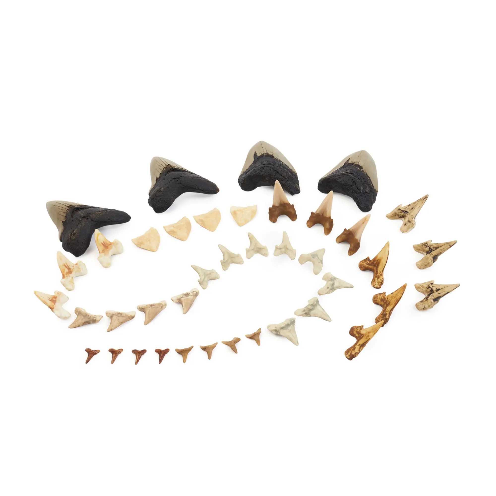 Guidecraft Super Shark Teeth Set - 40 pieces*Kids Kids' Outdoor Toys|Science Toys